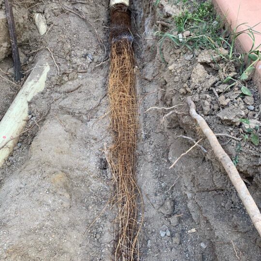 blocked drain repair tree roots jdf plumbing drainage 2