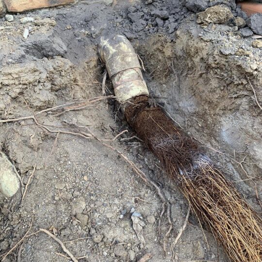 blocked drain repair tree roots jdf plumbing drainage